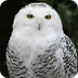 Snowy Owl Info.