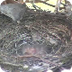 'Webcam' in vogelnest (bird's 