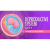 #7 Reproductive System, pt 4
