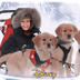 Snow Buddies - Dog Sled Race |