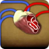 CardioVascular System