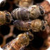 Honeybees