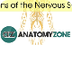 AnatomyZone Nervous Sys