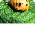 Ladybug Life Cycle 