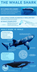 “Status of the Shark” Infograp