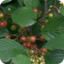 Glossy Buckthorn