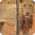 PICS: Limpopo lion breeder war