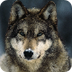 Gray Wolf - Pictures, Facts, a