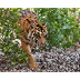 San Diego Zoo Tiger Cam