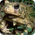 TN Frog and Toad ID Page