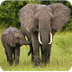 Tembe Elephant Park | Explore.