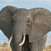 Elephant Cam | San Diego Zoo S