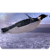 How does a penguin launch itse