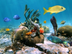 Coral Reef Facts and Informati
