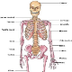 Huesos del cuerpo humano 