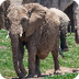 Elephant Cam | San Diego Zoo S