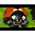 The Life Cycle of a Ladybug - 