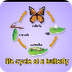 Life Cycle Of A Butterfly Song