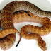 Snake Presentation