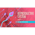 #6 Reproductive System, pt 3