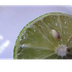 How are limes grown - Google S