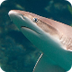 Sharks