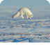Small Arctic Animals