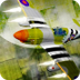 Ailes de guerre