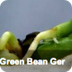 Green Bean Animation