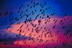 Bird Migration Patterns Changi