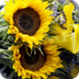 los girasoles