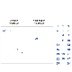 Carroll Diagrams