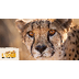 Cheetah Facts for Kids - Cheet