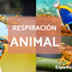 TEXTO TIPOS DE RESPIRACIÓN