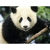 Giant Panda Cam 