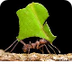 Leaf Cutter Ant