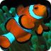 Clownfish