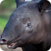 Adopt a Malayan Tapir