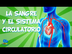 Sistema circulatori