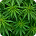 Wetgeving over cannabis