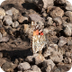 Painted Ladies