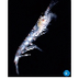 Antarctic Krill, the engine th