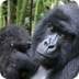 Where Do Gorillas Live | Goril