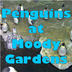 Penguin Cam-Moody Gardens