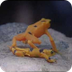 Golden Frog: Fighting & Mating