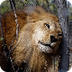 ADI Lions Rescue Sanctuary Sou