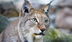 Lynx Cats - Key Facts, Informa