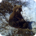 Bear Family- Avalanche Country