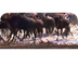 Wildebeest Migration - SchoolT