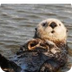 Sea Otter-Vancuover